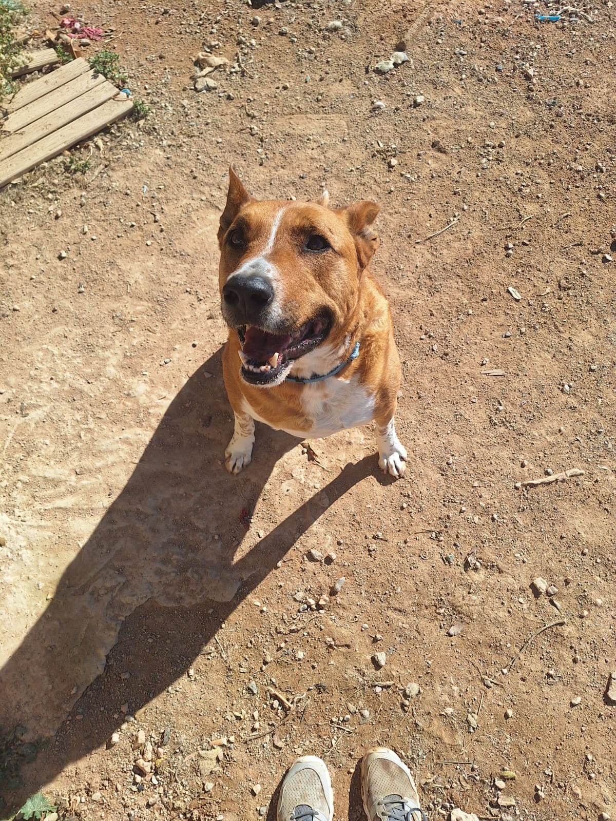 Coby