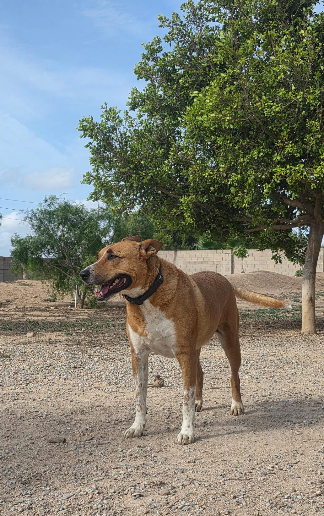 Coby