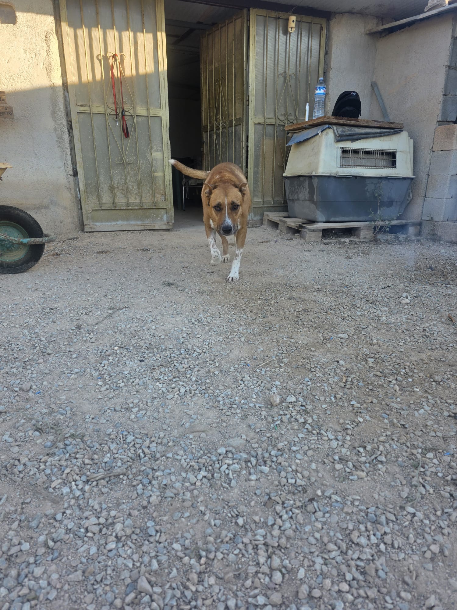 Coby