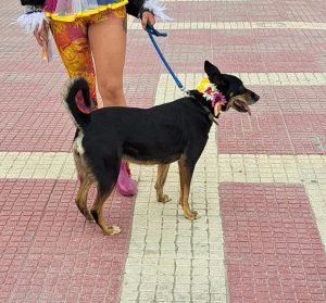 Bimba