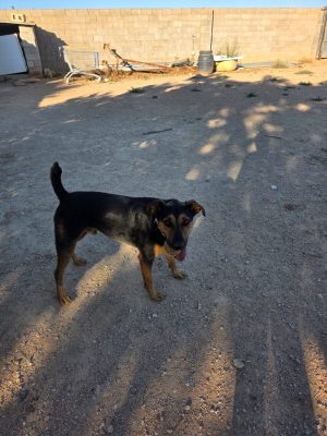 Turko