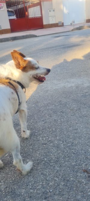 Hermanito
