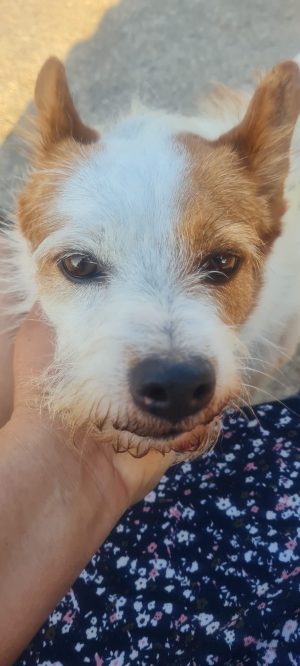 Hermanito